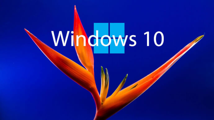      Windows 10
  13