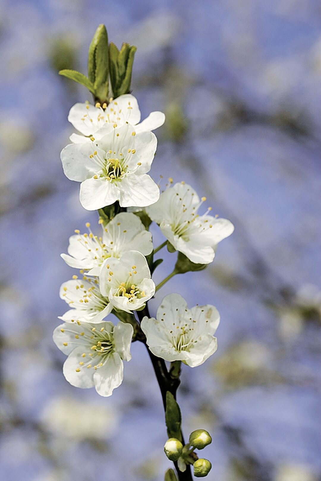 Фото весны красивые на заставку телефона. Вес. Весенние цветочки.
