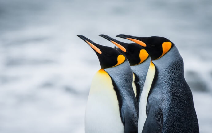 обои пингвин фото №0