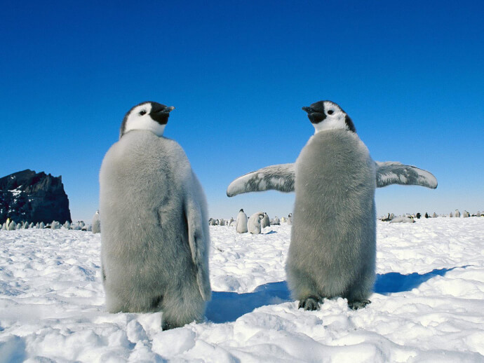 пингвин обои фото №2