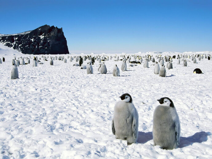 пингвин обои фото №3