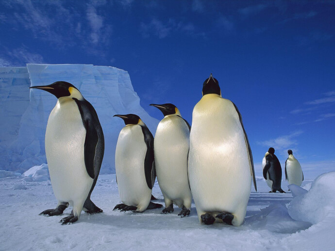 пингвин обои фото №4