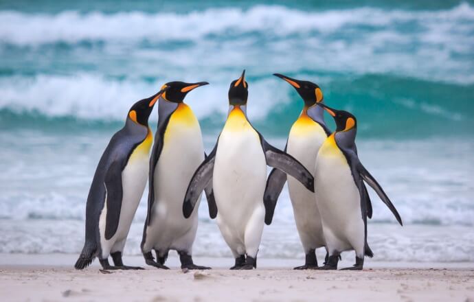 пингвин обои фото №8