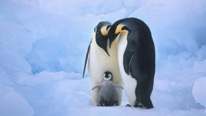 пингвин обои фото №9
