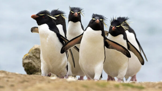 обои пингвины фото №0