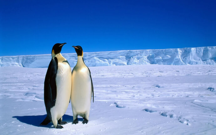 обои пингвины фото №1