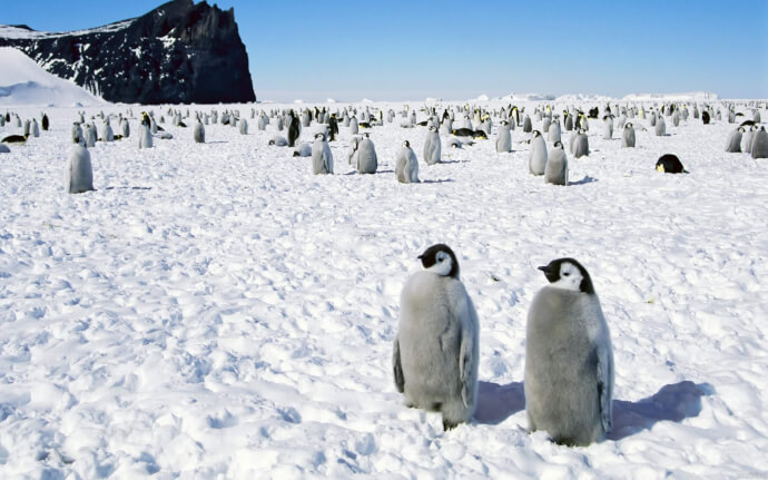 пингвины обои фото №2
