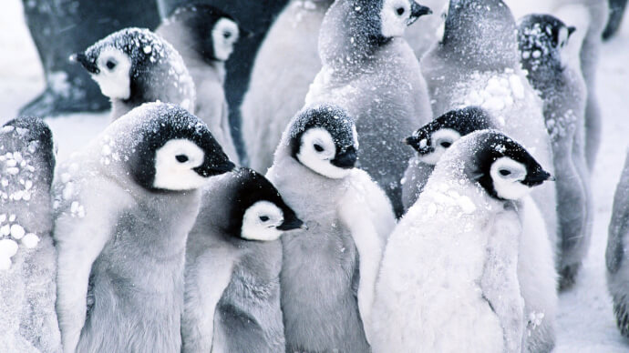 пингвины обои фото №3