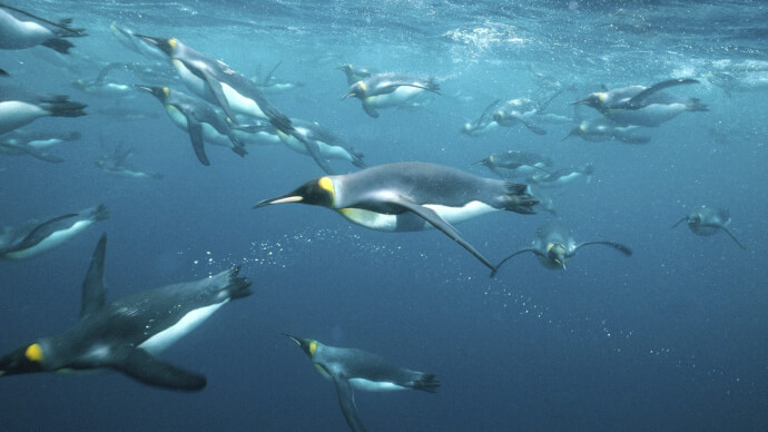 пингвины обои фото №4