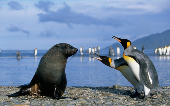 пингвины обои фото №5