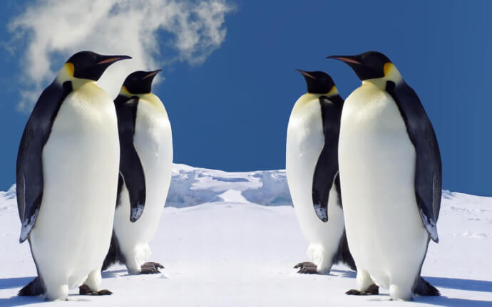 пингвины обои фото №6