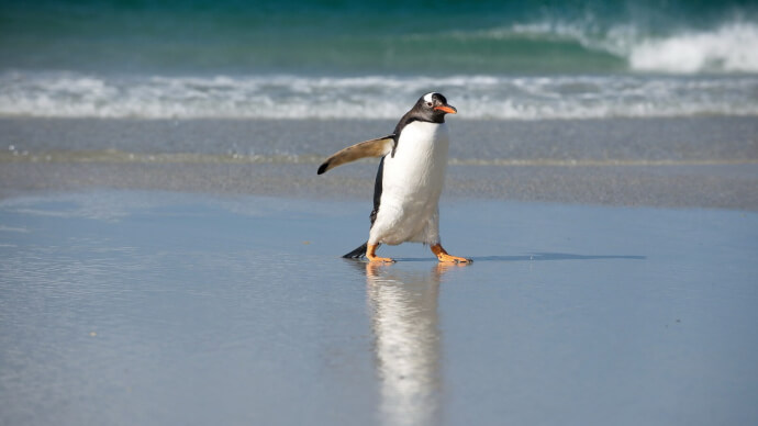 пингвины обои фото №7