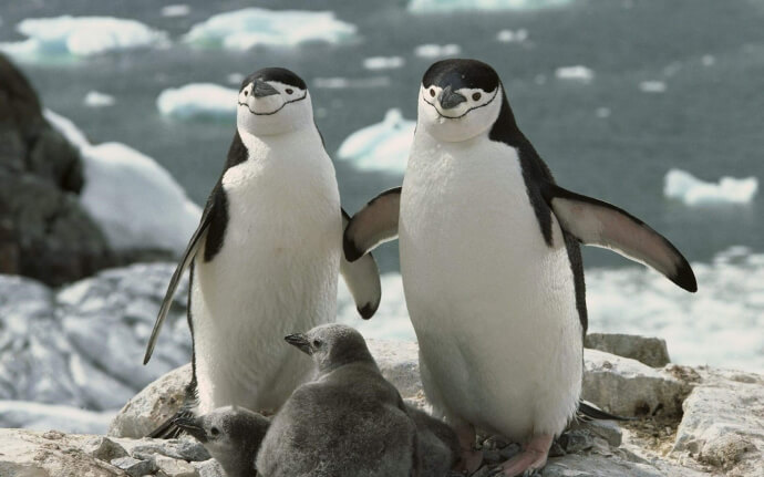 пингвины обои фото №8