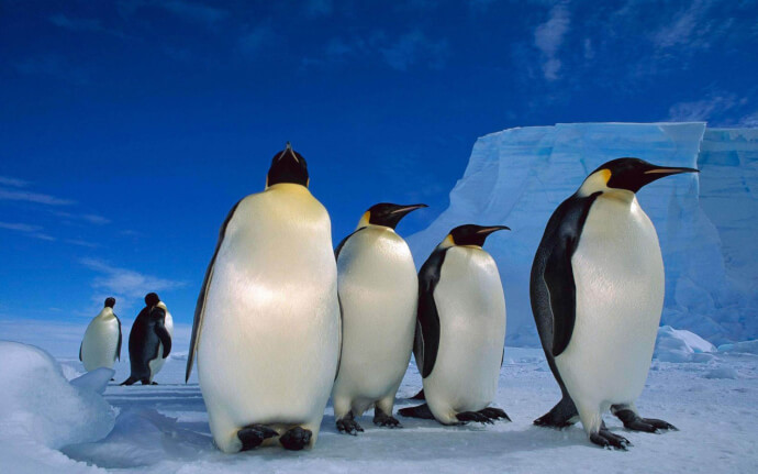 пингвины обои фото №9