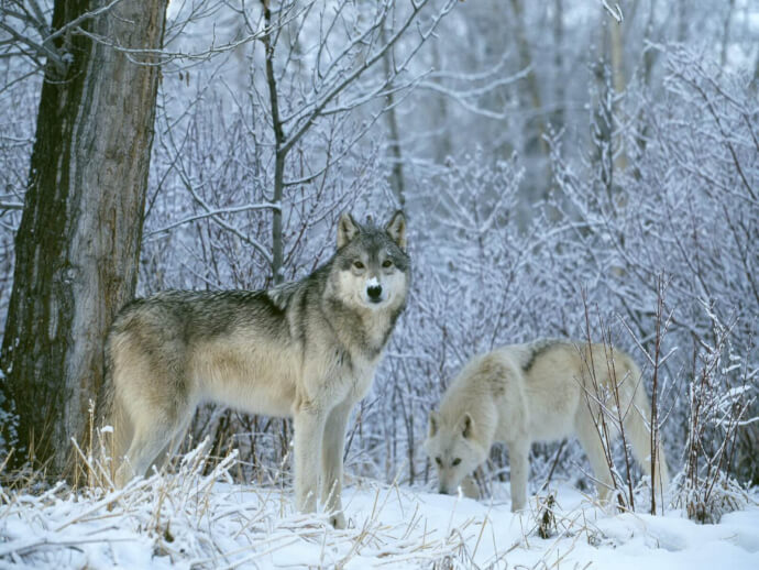 обои волк фото №2
