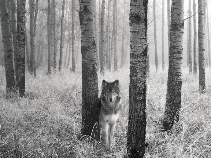обои волк фото №5