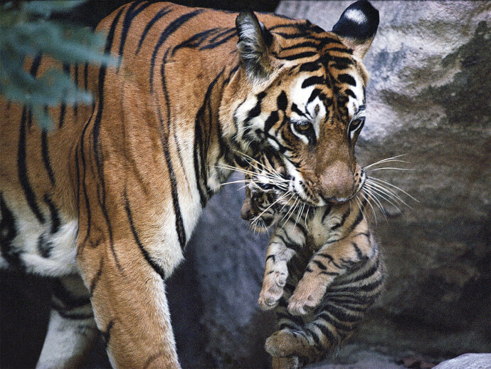 обои тигры фото №5