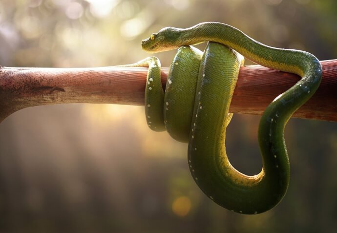 зеленая змея фото фото №0