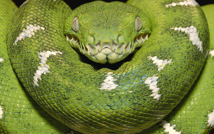 фото змея зеленая фото №2