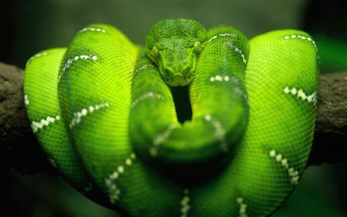 фото змея зеленая фото №3