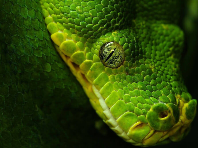 фото змея зеленая фото №4