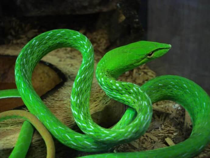 фото змея зеленая фото №7