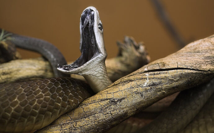 обои змеи на телефон фото №5