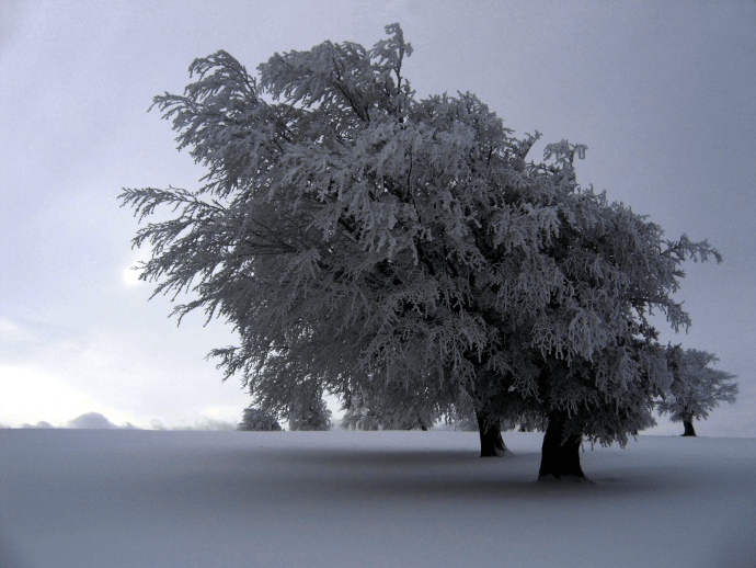 природа обои зима на рабочий стол фото №7